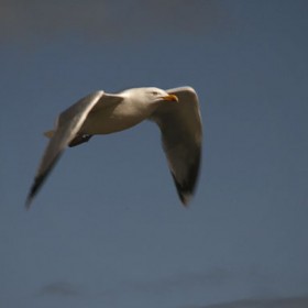 Seagull, Tynemouth